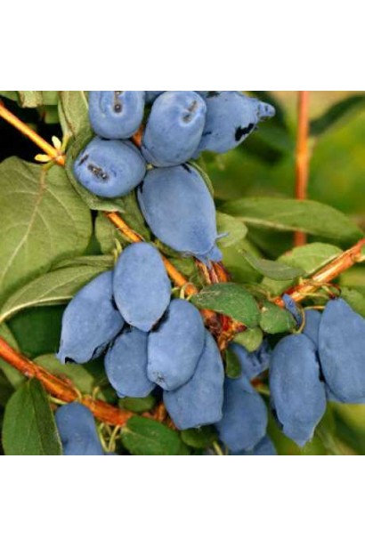 Ягоди жимолості їстівної сорту Бореал Біст крупним планом